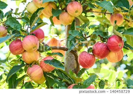 Red apple fruit on the tree grow in the wild Red apple fruit on the tree grow in the wild 140458729