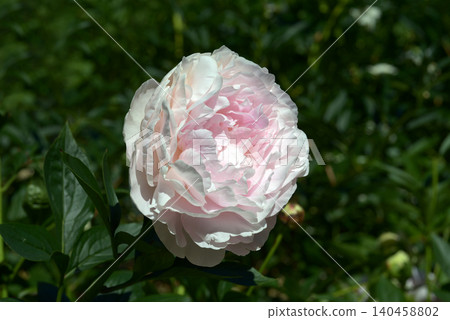 Peony Princess Kaguya Peony Princess Kaguya 140458802