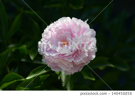 Peony, Sarah Bernhardt 140458858