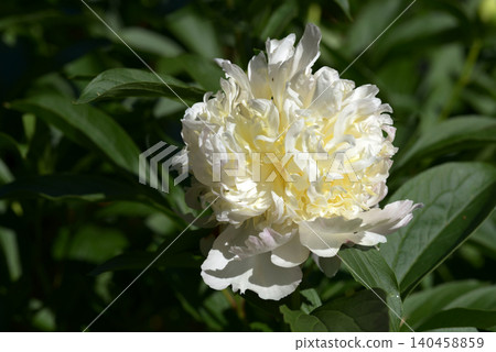 Peony Top Pass Peony Top Pass 140458859
