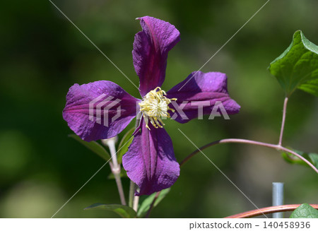 Clematis Clematis 140458936