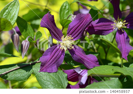 Clematis Clematis 140458937