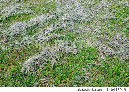 Dry hay texture and cut grass background, mown straw scattered on green lawn backyard meadow field close up Dry hay texture and cut grass background, mown straw scattered on green lawn backyard meadow field close up 140458949