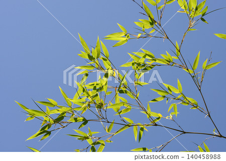 Young bamboo leaves 140458988