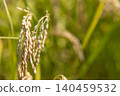A close-up of fresh rice stalks awaiting harvest. 140459532