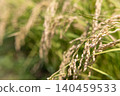 A landscape of rice paddies with golden, ripening rice stalks hanging down. 140459533