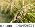 A close-up of golden rice stalks, suggesting a bountiful harvest. 140459534