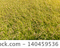 Rice paddies stretch out, their fields golden with rice plants nearing harvest. 140459536