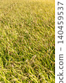A landscape of vast rice fields dyed in golden hues - vertical 140459537