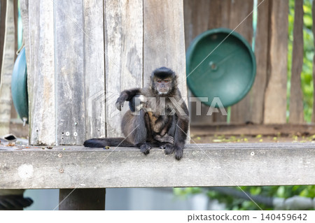 A Tufted Capuchin monkey sitting and holding her baby A Tufted Capuchin monkey sitting and holding her baby 140459642
