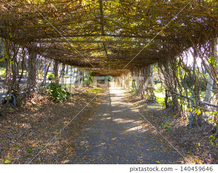 A vine covered walkway in a public park in the Blue Mountains A vine covered walkway in a public park in the Blue Mountains 140459646
