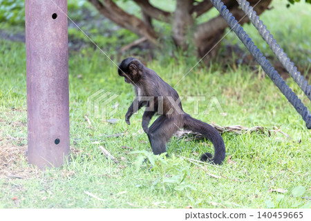 A Tufted Capuchin monkey walking in a grassy field 140459665