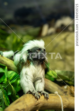 A small monkey with striking white fur sits on a branch amidst abundant green leaves, displaying its curious expression and playful nature in a natural setting. 140459725