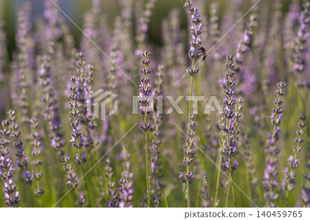 Lavender flowers stand tall and vibrant under the warm sun, with bees buzzing around, collecting nectar in a serene rural landscape. 140459765