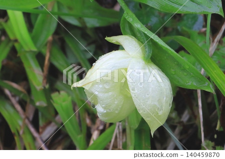 Rebun Cypripedium (Rebun Town, Hokkaido) Rebun Cypripedium (Rebun Town, Hokkaido) 140459870