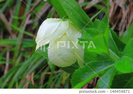 Rebun Cypripedium (Rebun Town, Hokkaido) Rebun Cypripedium (Rebun Town, Hokkaido) 140459871