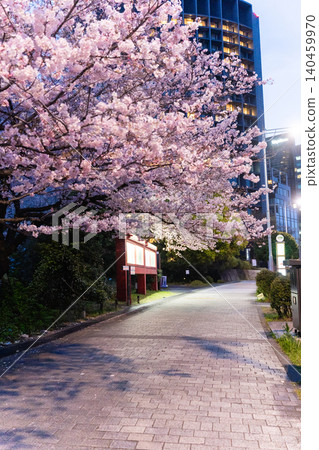 Cherry blossoms blooming at night in front of the National Theatre Cherry blossoms blooming at night in front of the National Theatre 140459970