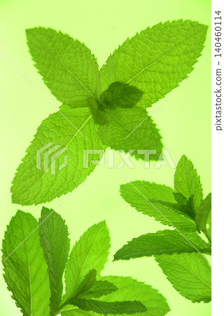 草藥的特寫和俯視圖 草藥的特寫和俯視圖 140460114