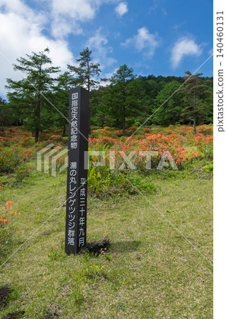 Early summer at Yunomaru Highlands, Tsutsujidaira, Renge Azalea 140460131