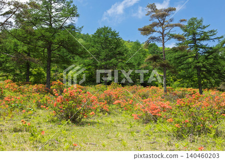 Early summer at Yunomaru Plateau: Rhododendrons Early summer at Yunomaru Plateau: Rhododendrons 140460203
