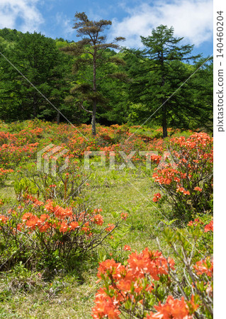 Early summer at Yunomaru Plateau: Rhododendrons Early summer at Yunomaru Plateau: Rhododendrons 140460204