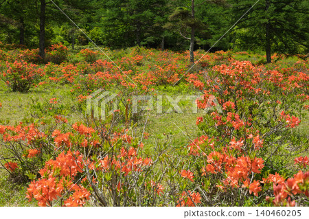 Moromori plateau of early summer hot water Moromori plateau of early summer hot water 140460205