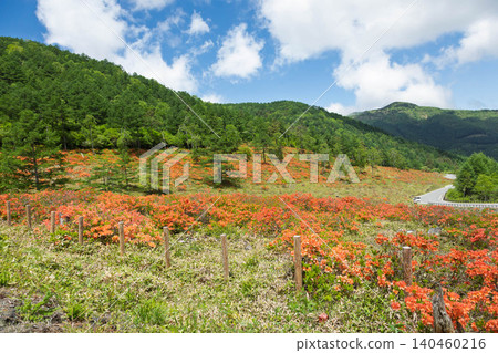 Early summer at Yunomaru Plateau: Rhododendrons Early summer at Yunomaru Plateau: Rhododendrons 140460216