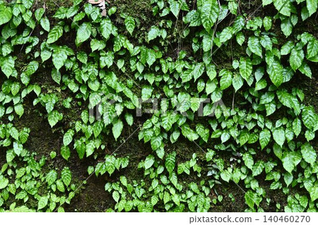 Numerous young leaves of *Iwata-bako* (a type of wild tobacco) hanging down from rocks along the stream in Akame Valley. Numerous young leaves of *Iwata-bako* (a type of wild tobacco) hanging down from rocks along the stream in Akame Valley. 140460270