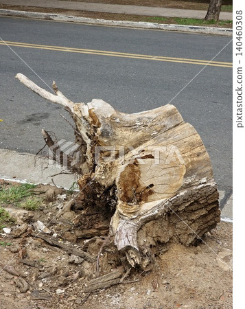 Large Probable Eucalyptus Tree Stump with Natural Weathering Large Probable Eucalyptus Tree Stump with Natural Weathering 140460308
