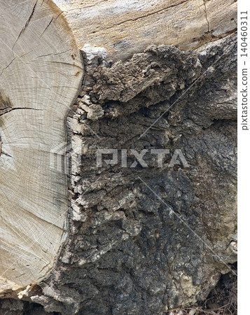 Deeply Fissured Bark Texture of a Probable Eucalyptus Tree Stump Deeply Fissured Bark Texture of a Probable Eucalyptus Tree Stump 140460311