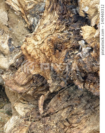 Probable Eucalyptus Tree Stump Base with Exposed Roots and Weathered Wood Probable Eucalyptus Tree Stump Base with Exposed Roots and Weathered Wood 140460312