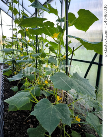 Blooming cucumber plants with yellow flowers, tied to the supports of a polycarbonate greenhouse. Blooming cucumber plants with yellow flowers, tied to the supports of a polycarbonate greenhouse. 140460330