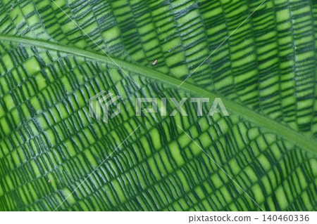 Calathea musaica, native to the Amazon rainforest, is a beautiful plant with leaves divided by dark green lines forming a grid pattern. Calathea musaica, native to the Amazon rainforest, is a beautiful plant with leaves divided by dark green lines forming a grid pattern. 140460336
