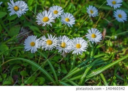Lovely white daisy flowers blooming in a spring field Lovely white daisy flowers blooming in a spring field 140460342