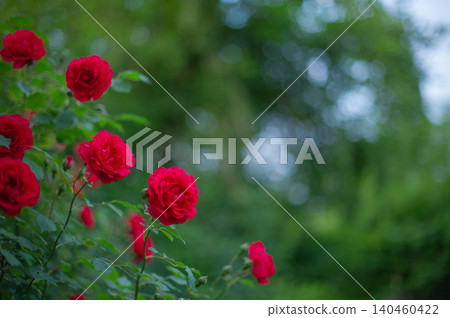 Red climbing roses on a green natural blurred background. Red climbing roses on a green natural blurred background. 140460422