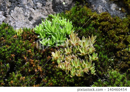 A beautiful scene of rocky terrain on Mount Rokko, with its green and brownish-green Sedum flowers and the surrounding carpet of moss. A beautiful scene of rocky terrain on Mount Rokko, with its green and brownish-green Sedum flowers and the surrounding carpet of moss. 140460454