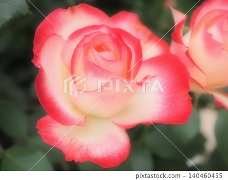 Rose (Jubilee du Prince de Monaco aff20260515081319) Rose (Jubilee du Prince de Monaco aff20260515081319) 140460455