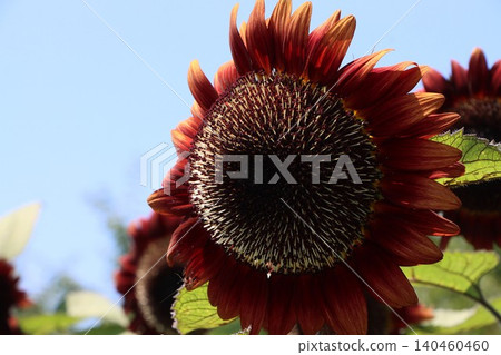 火紅的向日葵,深紅的夏天 火紅的向日葵,深紅的夏天 140460460