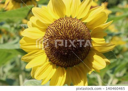 Wearing summer clothes, bathed in the morning sunlight. Wearing summer clothes, bathed in the morning sunlight. 140460465