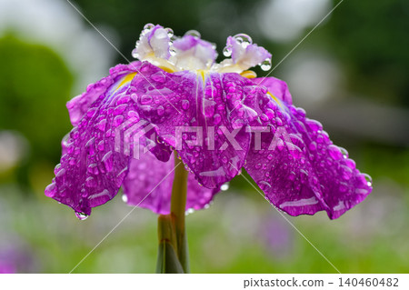 Rainless irises Rainless irises 140460482