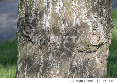 Pinus armandii Bark with Natural Cracks and Woody Texture Pinus armandii Bark with Natural Cracks and Woody Texture 140460530