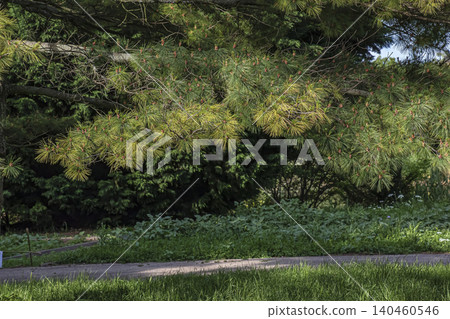 Pinus armandii Evergreen Needles with Natural Texture 140460546