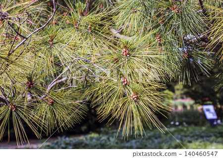 Pinus armandii Needle Arrangement and Conifer Detail Pinus armandii Needle Arrangement and Conifer Detail 140460547