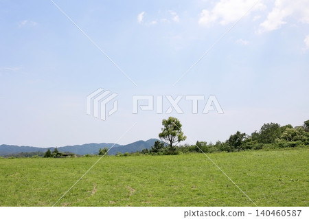 A single tree growing in a vast grassland. A copy space of blue sky. Natural scenery. A single tree growing in a vast grassland. A copy space of blue sky. Natural scenery. 140460587
