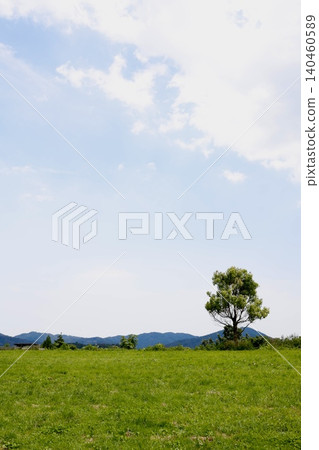 一棵樹孤零零地生長在廣闊的草原上。藍天白雲,留白充足。自然風光。 一棵樹孤零零地生長在廣闊的草原上。藍天白雲,留白充足。自然風光。 140460589