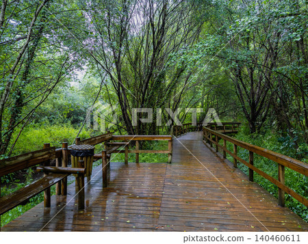 Wooden walkway through the lush green forests of the Uima River trails in Lobao Portugal with wet wooden planks and vibrant foliage after rain Wooden walkway through the lush green forests of the Uima River trails in Lobao Portugal with wet wooden planks and vibrant foliage after rain 140460611