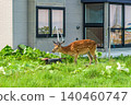 Wild Ezo deer in Rausu Town, Hokkaido 140460747