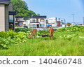 Wild Ezo deer in Rausu Town, Hokkaido 140460748