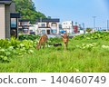 Wild Ezo deer in Rausu Town, Hokkaido 140460749