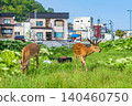 Wild Ezo deer in Rausu Town, Hokkaido 140460750